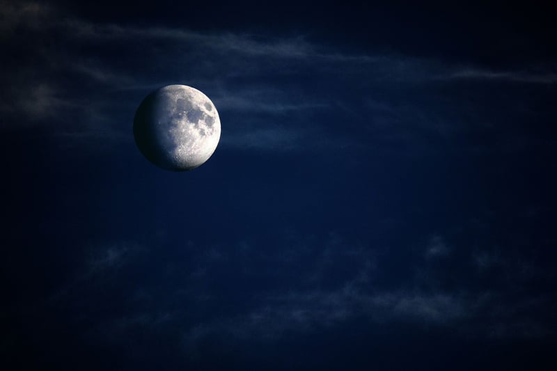 Moonlit Vine