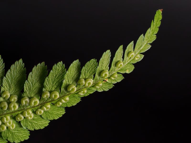 Dragon's Scale Fern