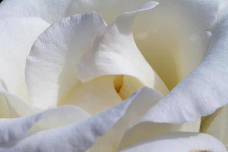 Phoenix Blossom