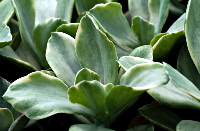 Unicorn Horn Succulent