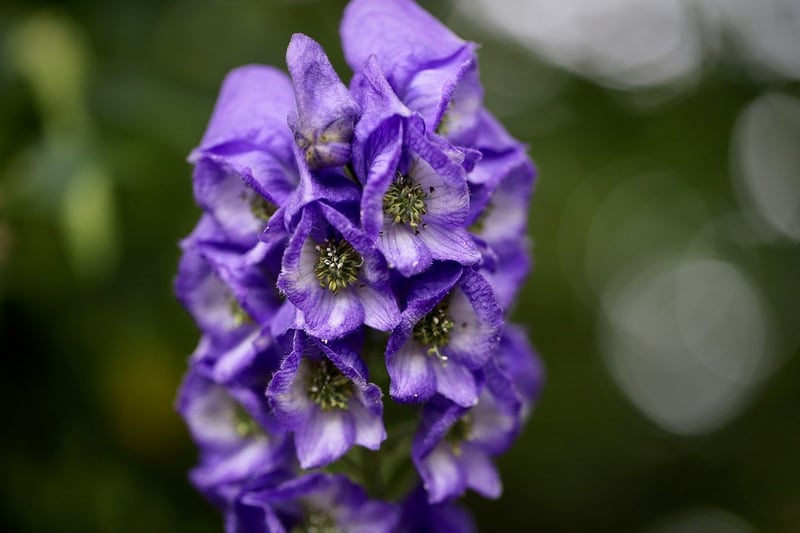 Wolfsbane